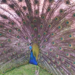 Meet your Posher, Diane